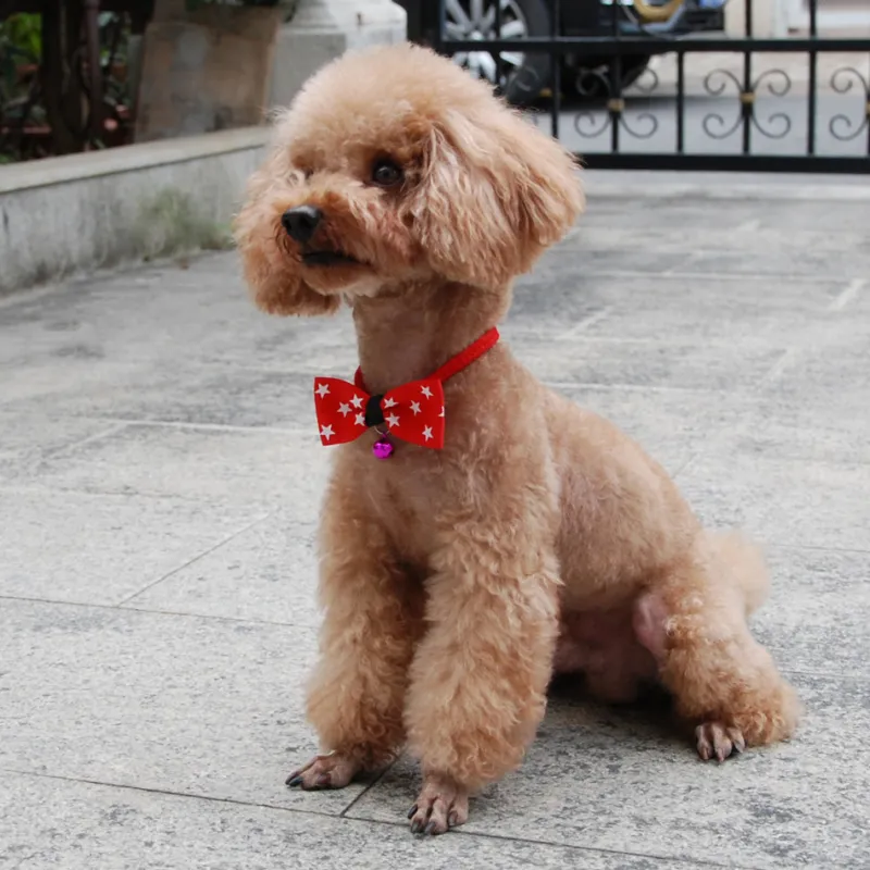 An adorable puppy wearing a stylish bow tie poses for the camera.
