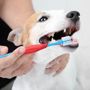 pet dental care cleaning dog teeth with 360 degree dog toothbrush