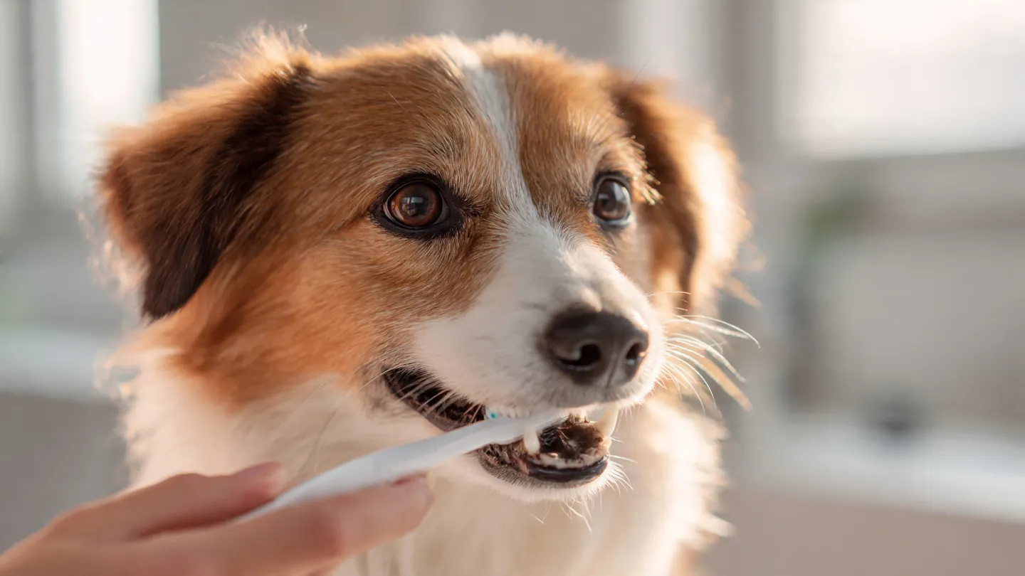 The Complete Guide to Pet Dental Care (Dogs & Cats)